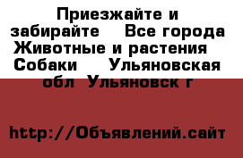 Приезжайте и забирайте. - Все города Животные и растения » Собаки   . Ульяновская обл.,Ульяновск г.